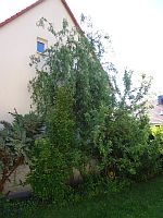 Klick: Bild vergrößern Gewaechse