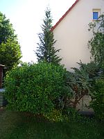 Klick: Bild vergrößern Gewaechse