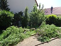 Klick: Bild vergrößern Gewaechse